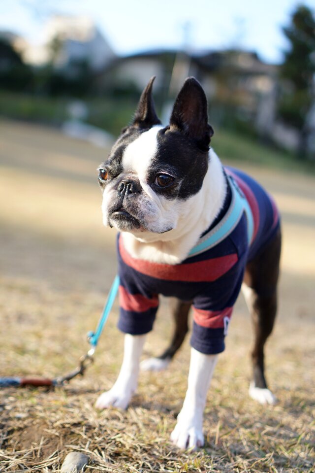 Dog run small breed dogs indoor dog photo