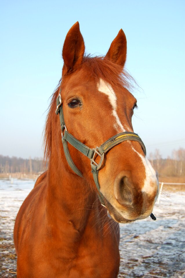 Horse head eye ears