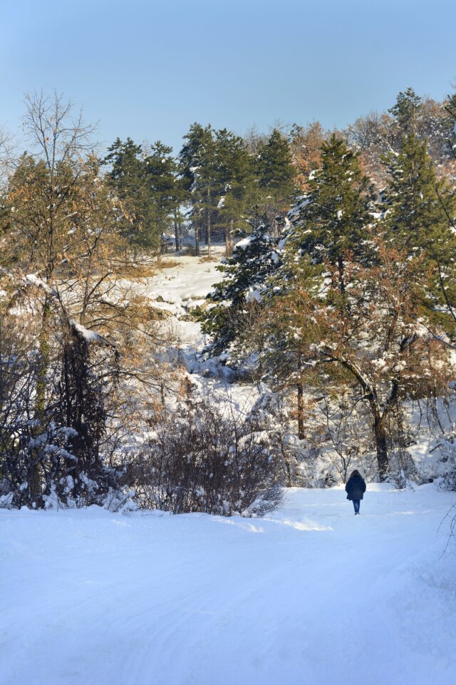 Forest winter cold