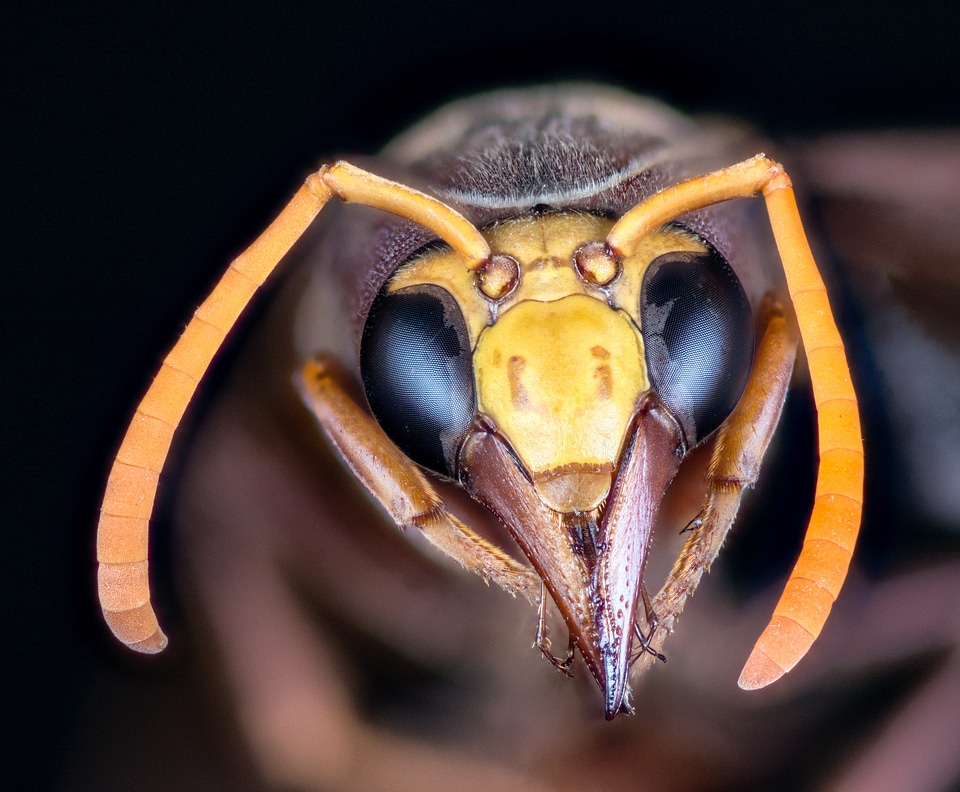 Compound eyes probe antennas