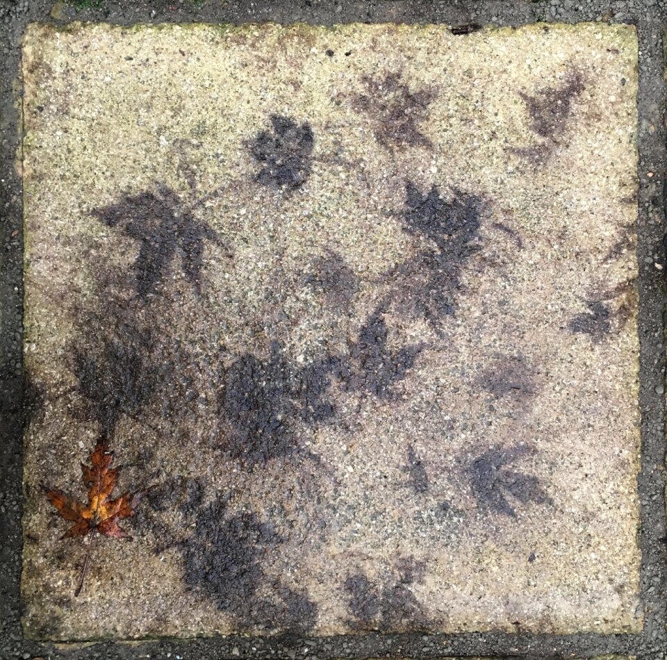 Leaves fall pavement photo