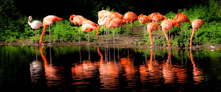 Zoo mirroring red