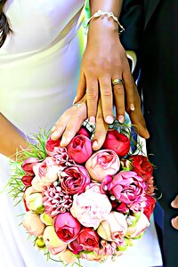 Cut flowers plant rose