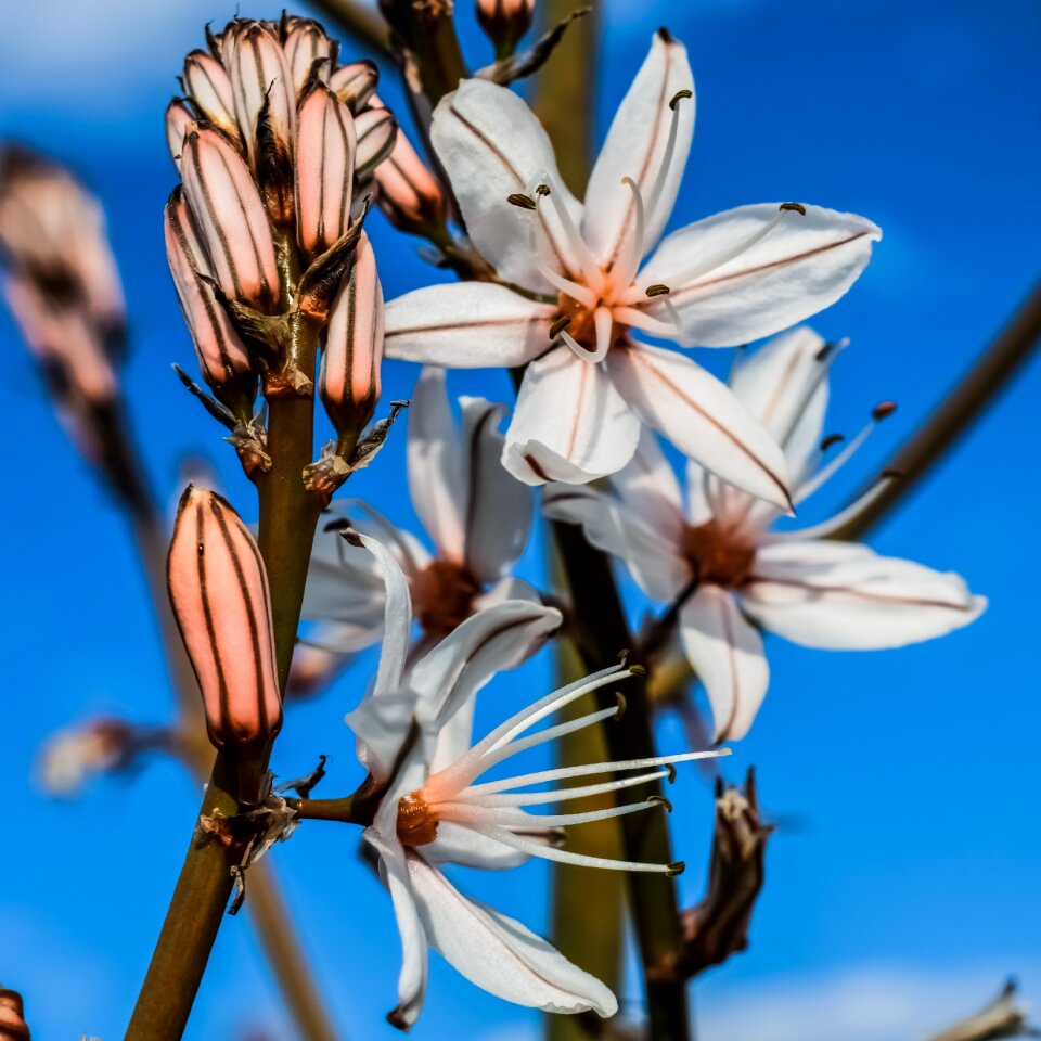 Stamens white petals purple stripes