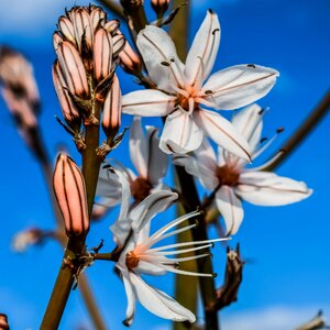 Stamens white petals purple stripes photo