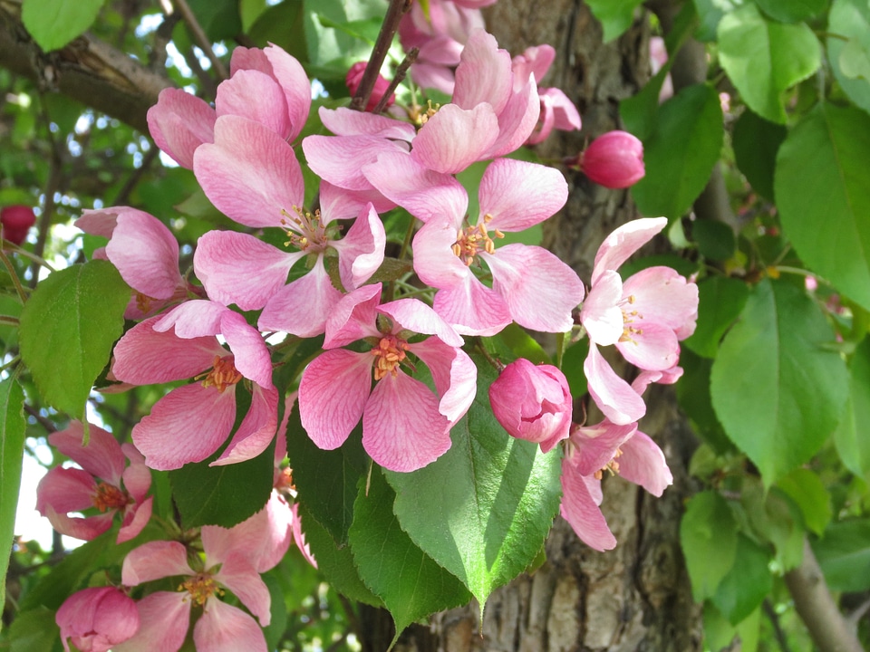 Tree pink odor