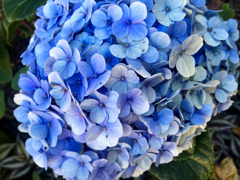 Flowers bloom plant