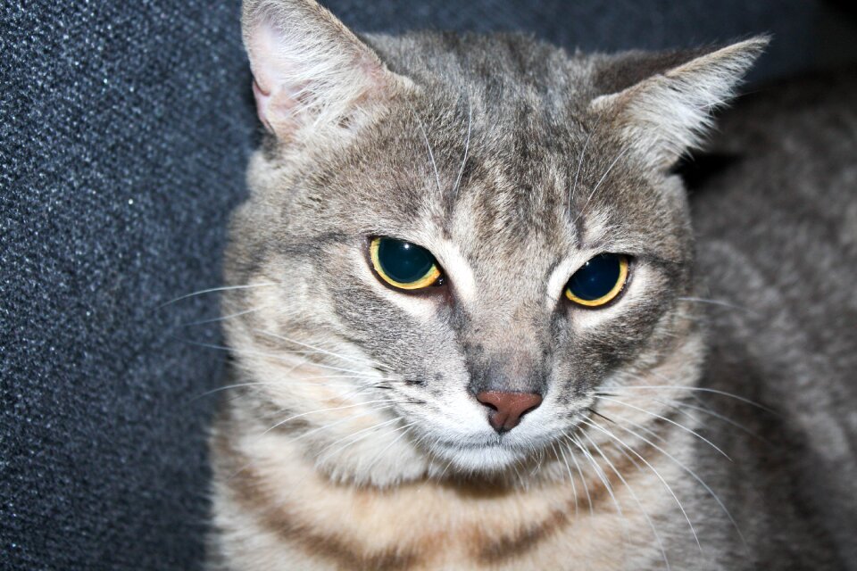 Feline cat home hairy