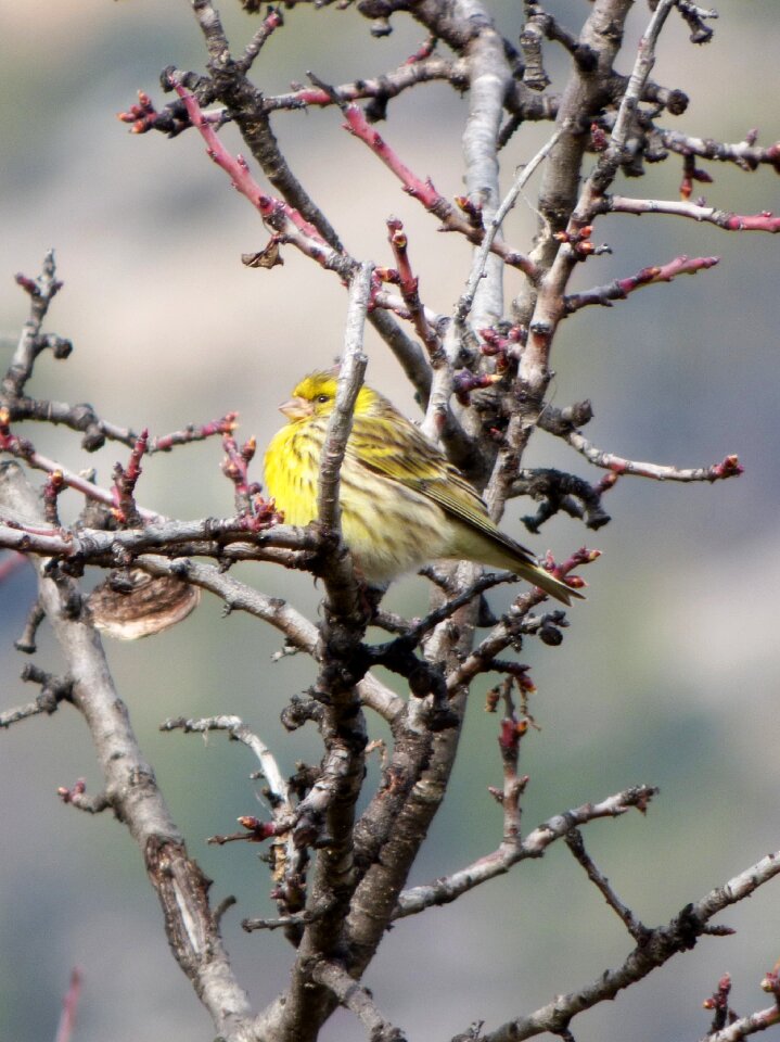 Bird branches yellow bird