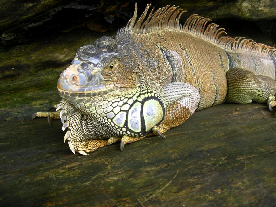 Lies reptile animal