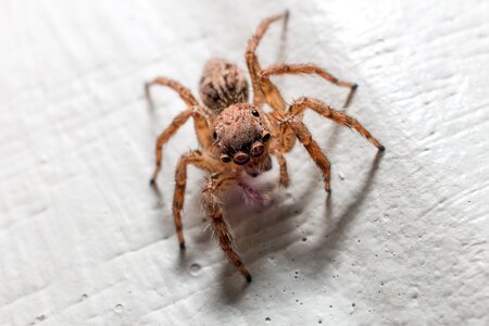 Spider jump close eyes