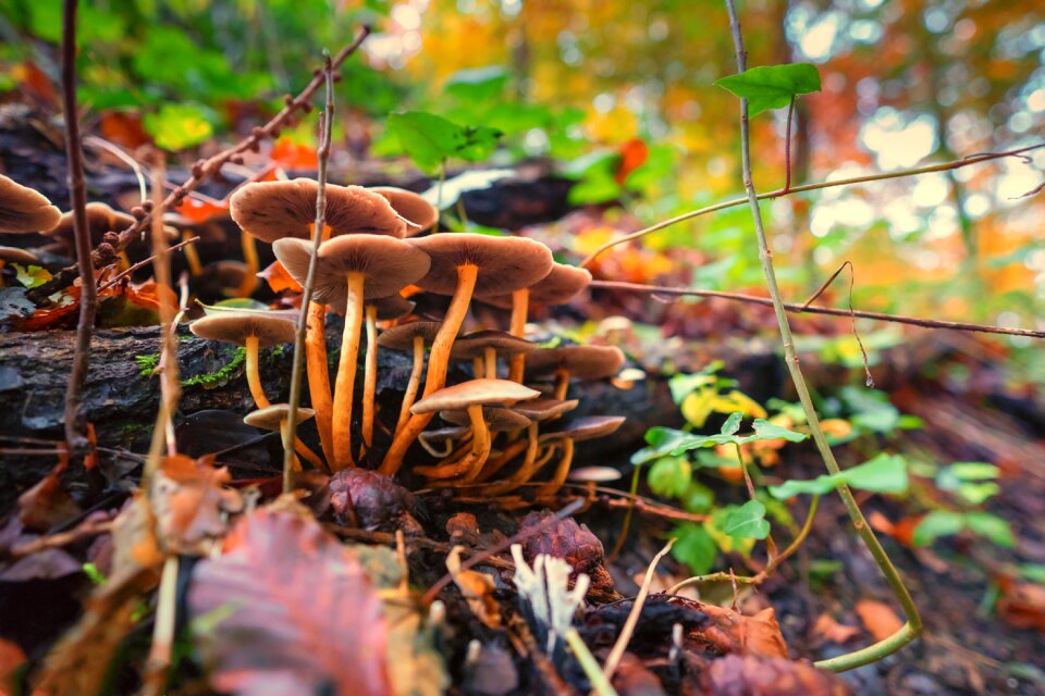 Forest nature moist