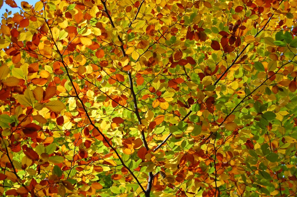 Leaf nature fall foliage photo