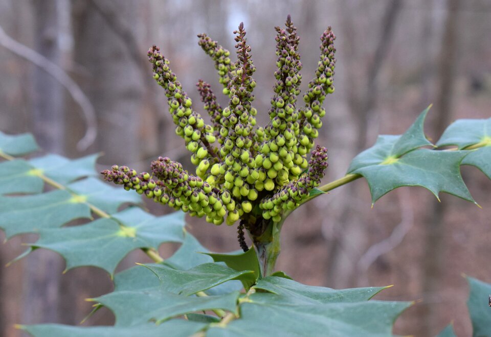 January shrub ornamental