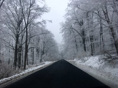 Weather forest forest road photo