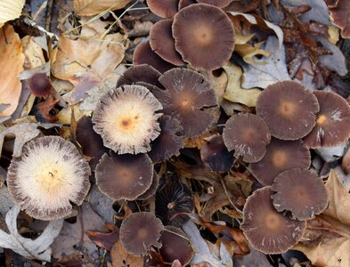Forest floor winter january