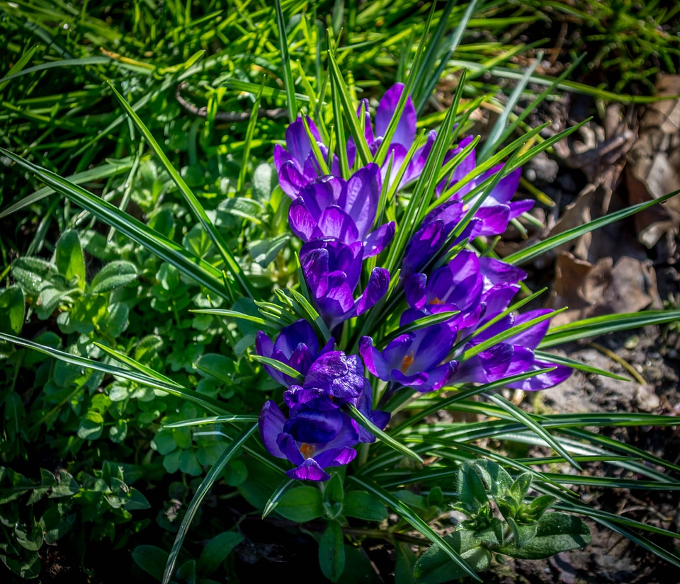 Crocuses nature flowers