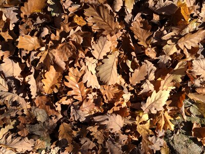 Holidays autumn nature