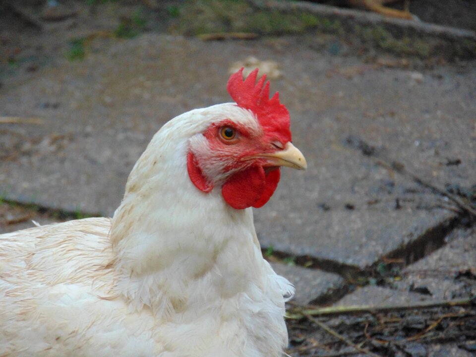 Agriculture outdoor livestock