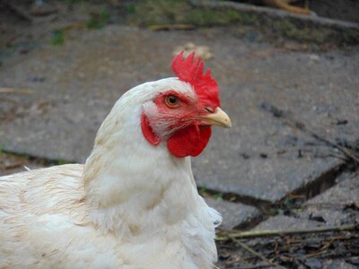 Agriculture outdoor livestock