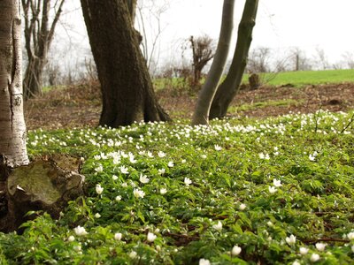 Wood anemone nature white photo