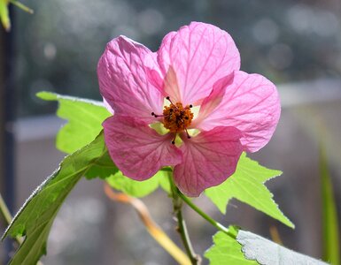 Deck pink flower