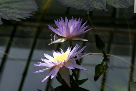Landscape water lily blossom photo