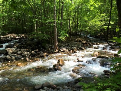 Forest park great smoky mountains national park photo