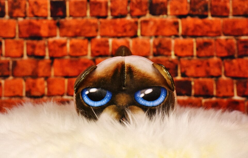 Cat lambskin funny