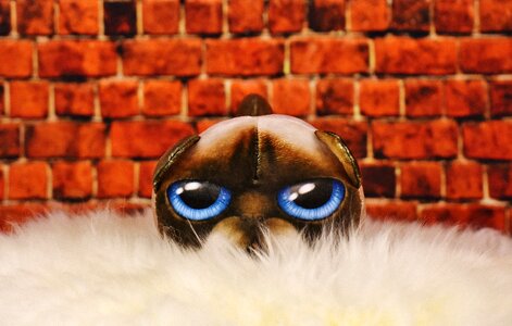 Cat lambskin funny