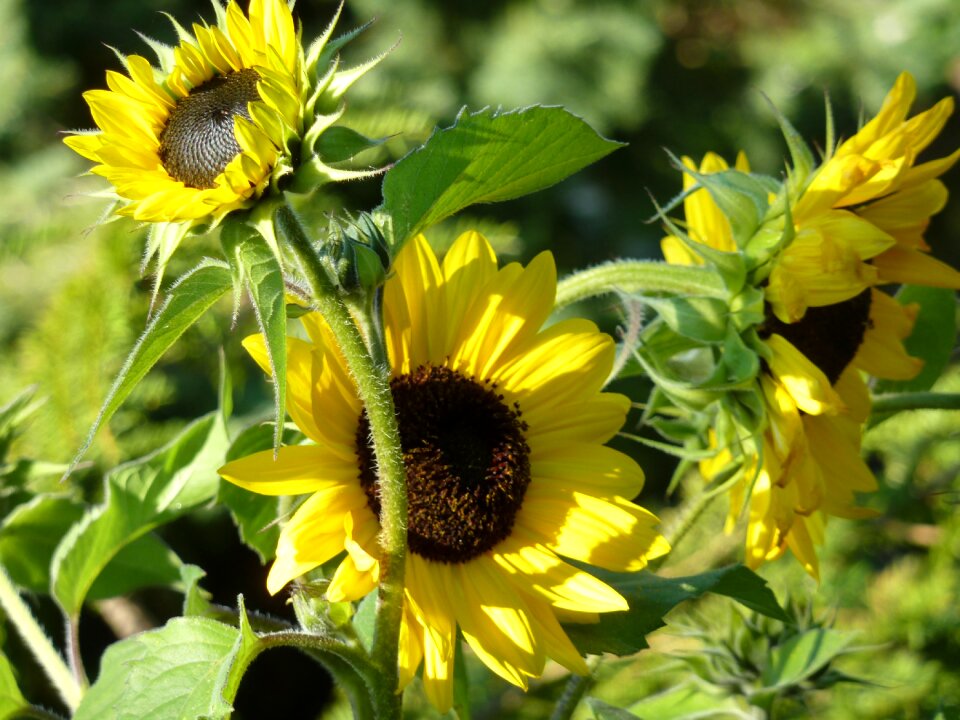 Sunflower oil summer yellow