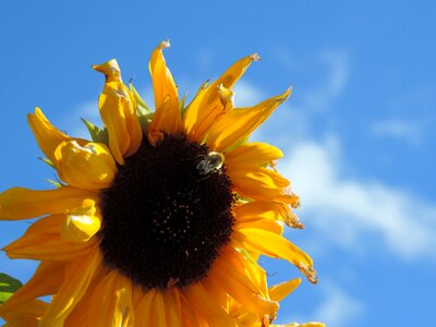 Cloud bee summer sunflower