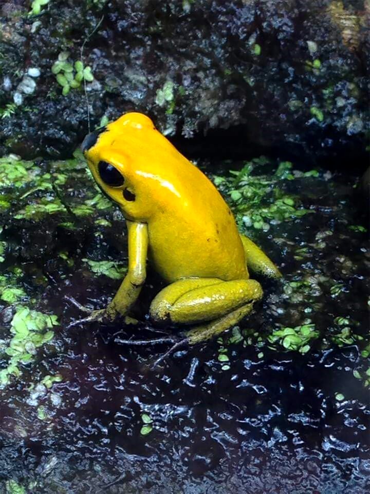 Wildlife amphibian wild