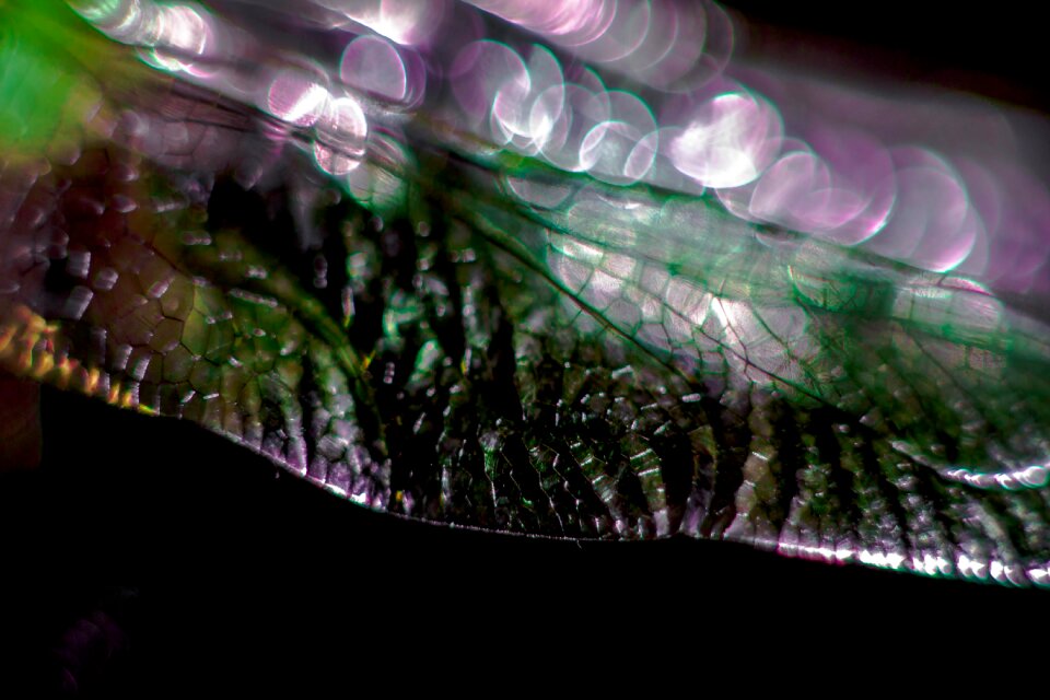 Bug insect wildlife