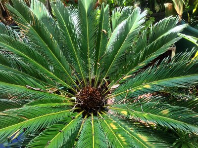 Garden nature tropical