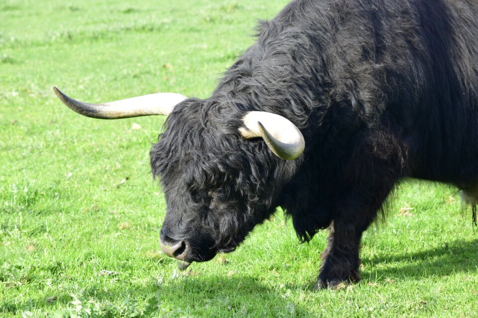 Animal cattle farm photo