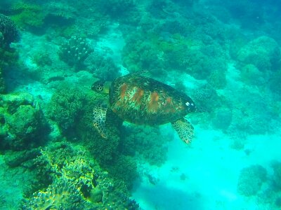 Dauin dumaguete diving photo