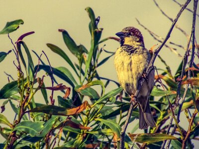 Wildlife nature branch photo