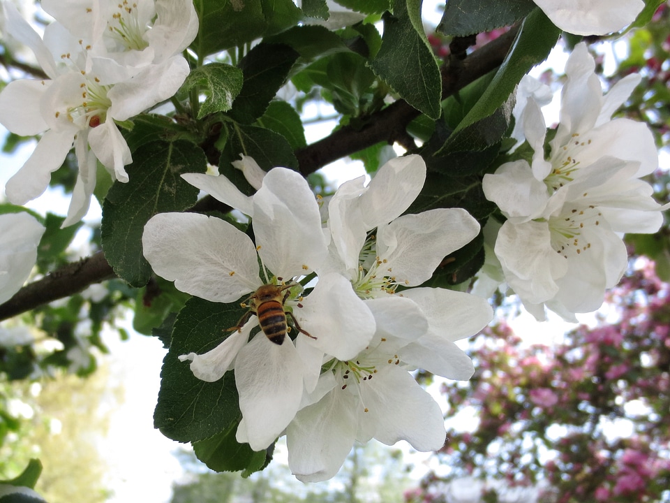Apple tree white sweet
