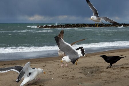 Wave sea gull seagull