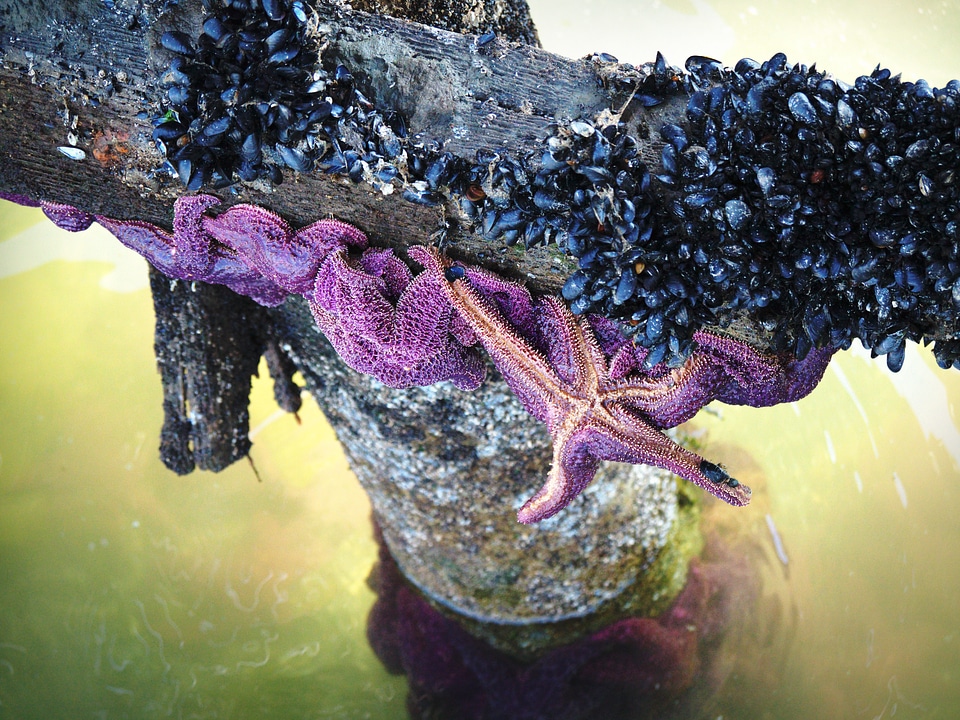 Dock shore shellfish