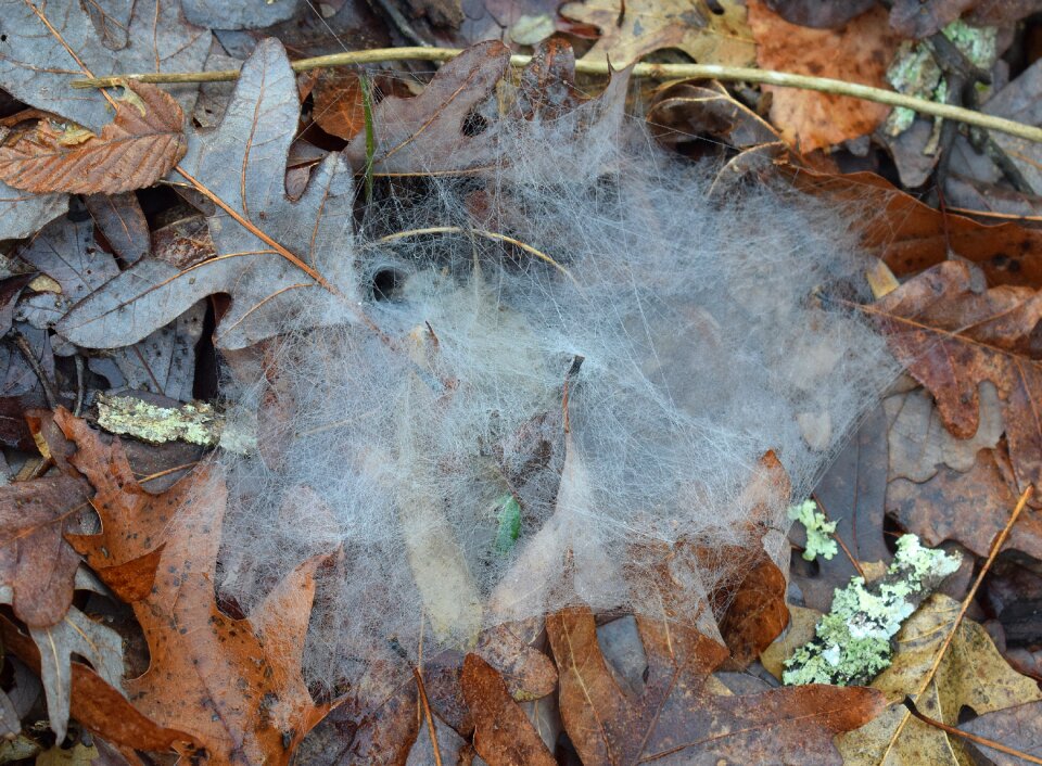 A night's spinning spider web