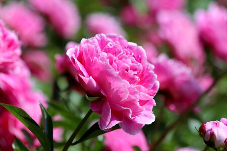 Pink flower closeup beautiful photo