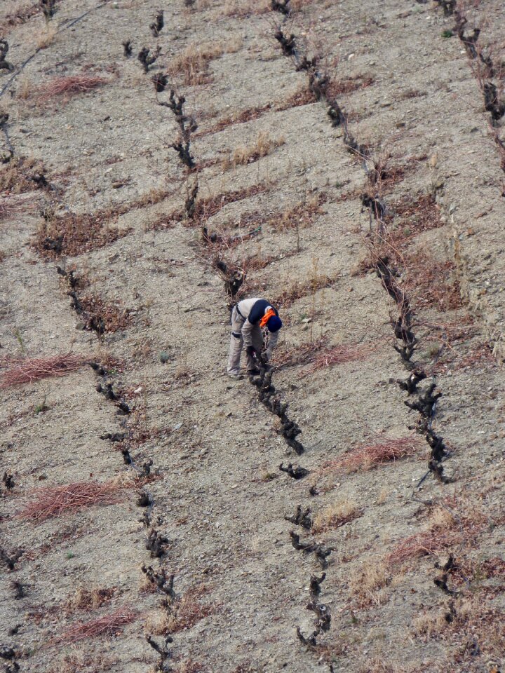 Llicorella slate slaty ground