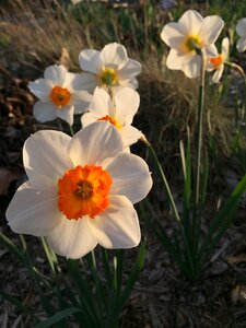 Narcissus springtime garden photo
