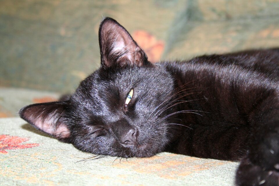 Pet domestic black