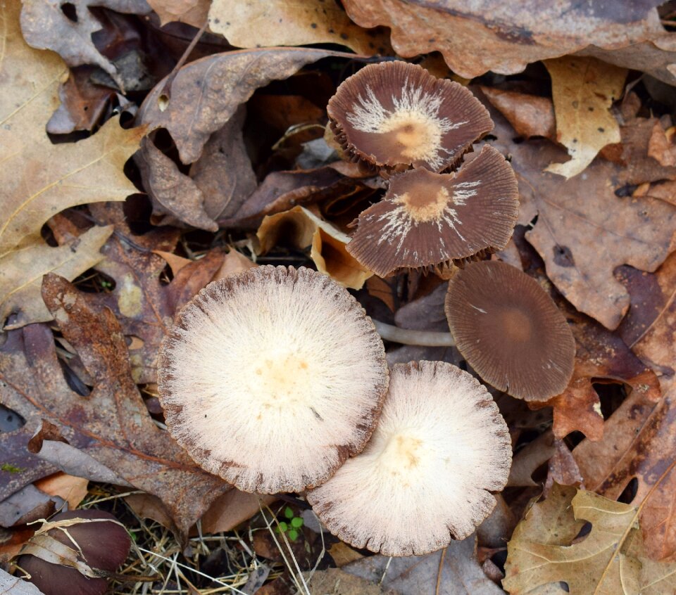 Forest floor winter january