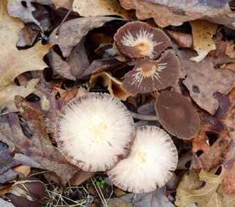 Forest floor winter january