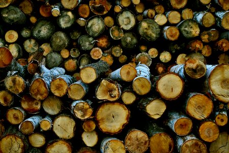 Tree firewood stump photo