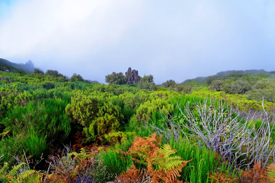 Nature wild green